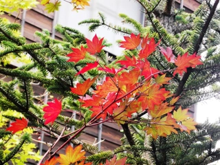 【施設】秋イメージ. Autumn colors