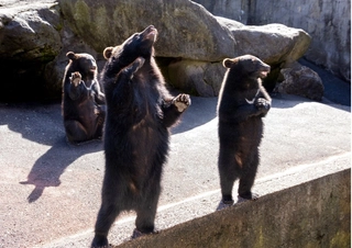 【周辺観光】奥飛騨クマ牧場 当館からお車で8分