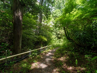 【散策路】木漏れ日が差し込む小径で森林浴を愉しんで。