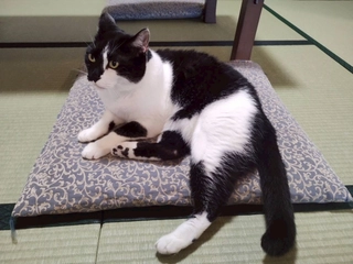 ソファーやベッドなどの段差がない和室でねこちゃんとご一緒にくつろぐことができます。お家と同じようなスキンシップを楽しめます。