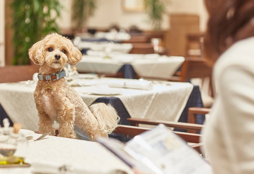 写真：愛犬とずっと一緒に、愉しむ、くつろぐ、泊まる