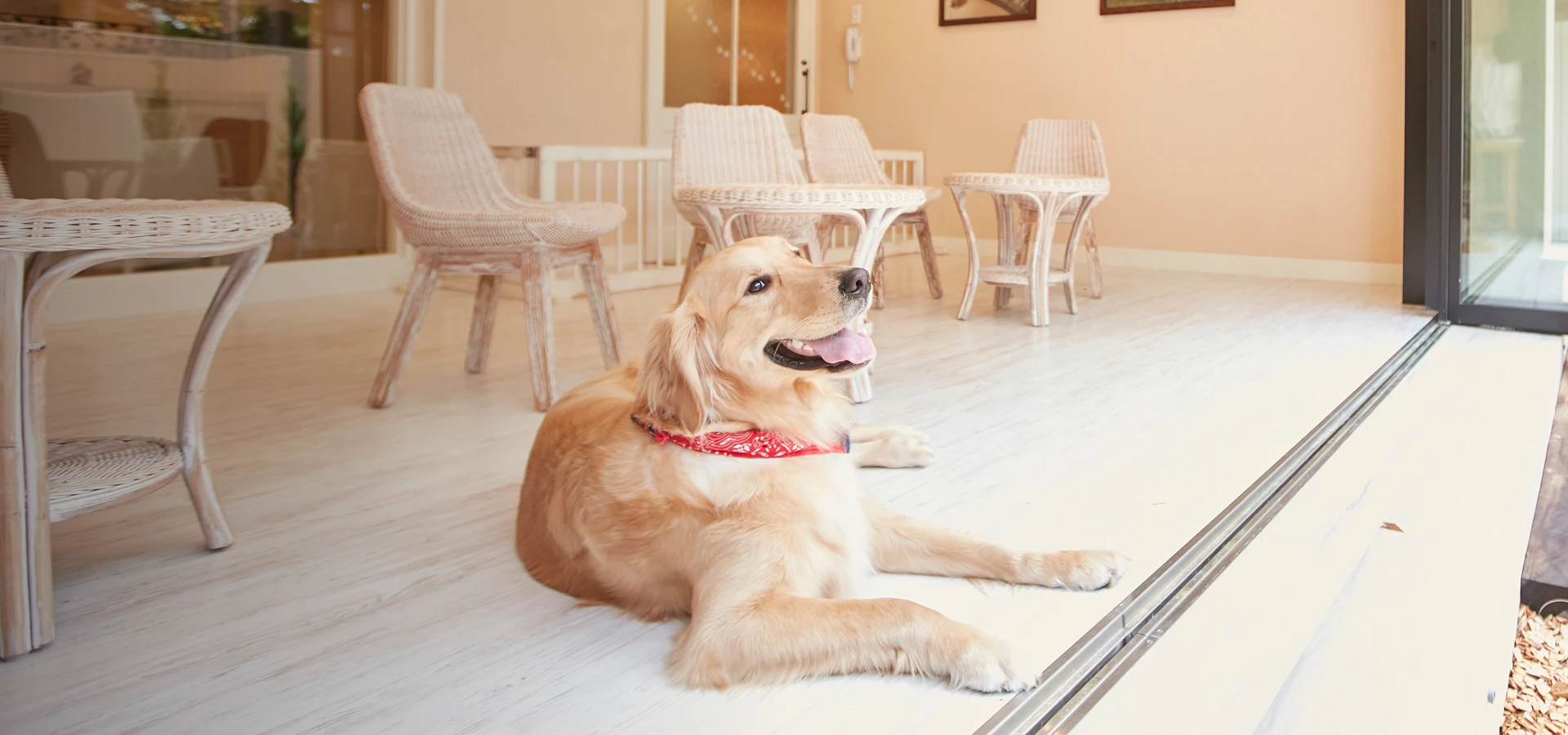 写真：ドッグランもお風呂もサロンも、愛犬が喜ぶ、遊びと癒やしの南仏リゾート