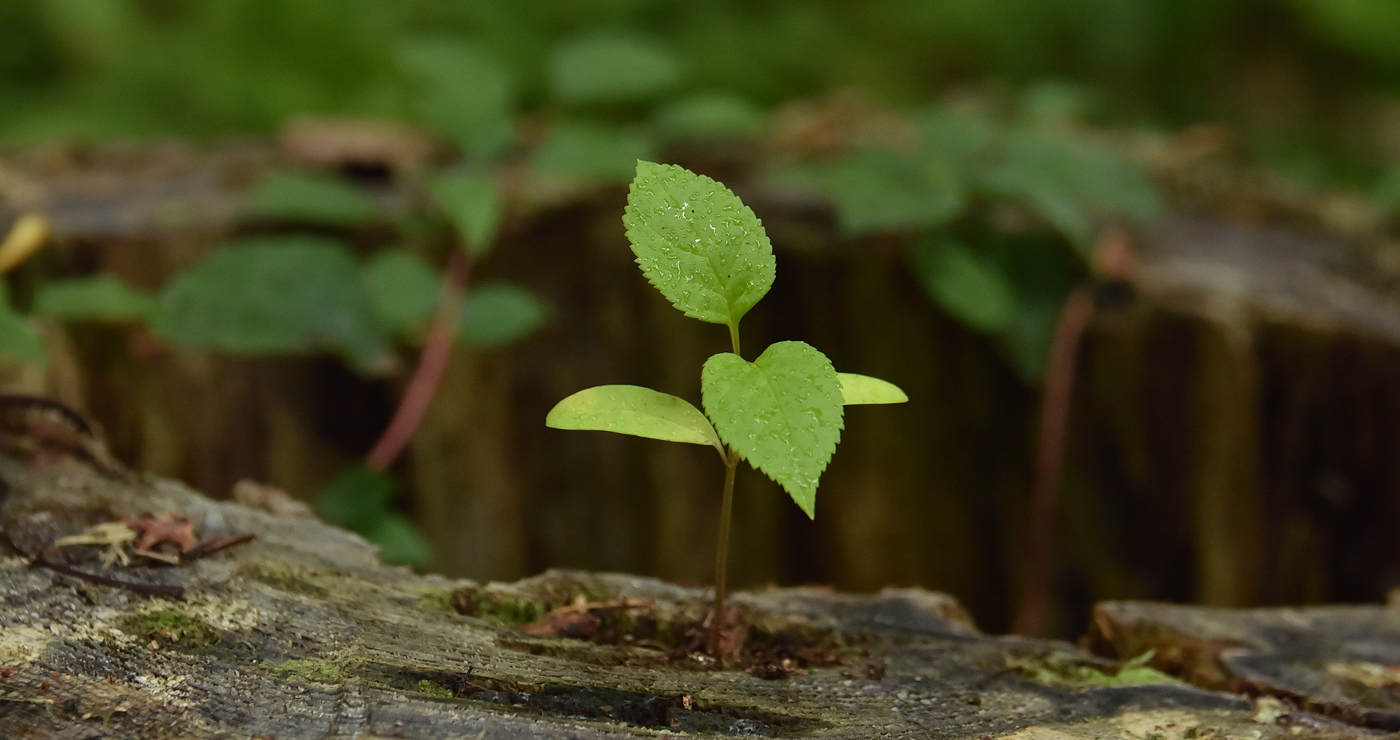 写真:和ベットのある寝室