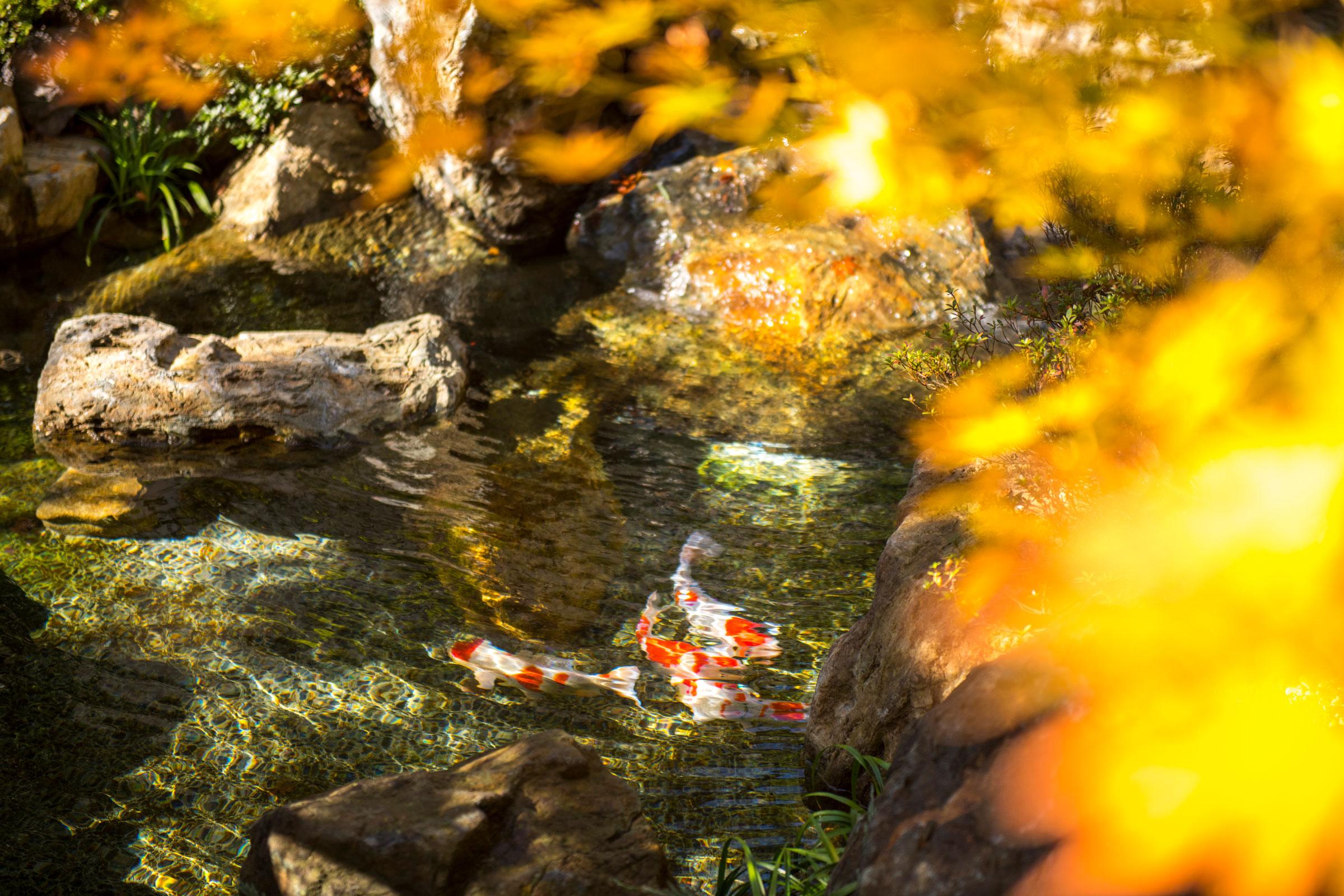 Koi fish