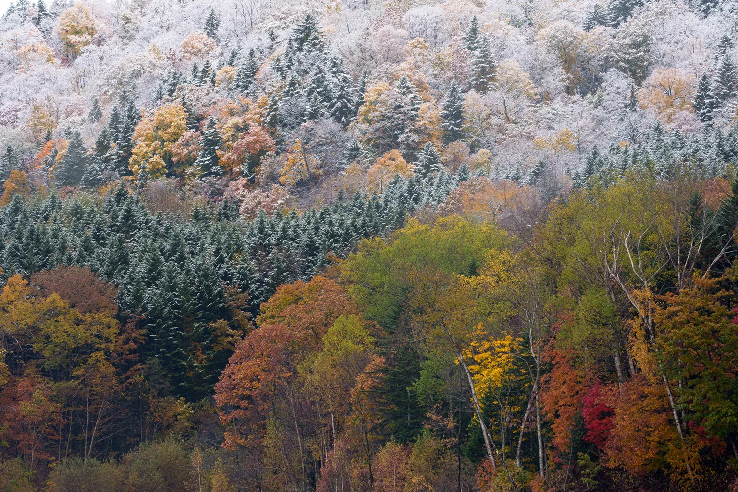 初冠雪の白と山肌を染める鮮やかな紅葉のコントラスト