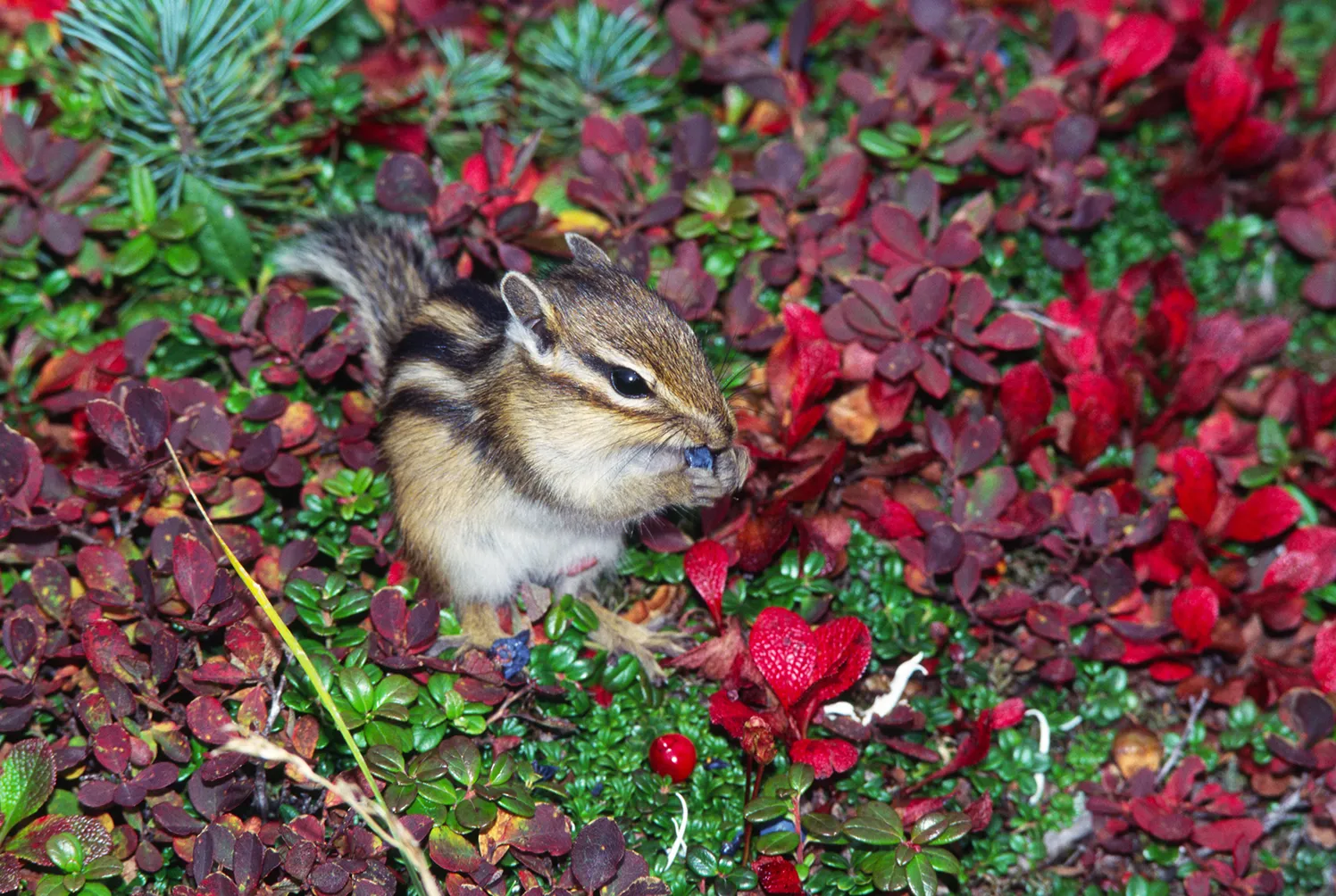 野生のエゾシマリス