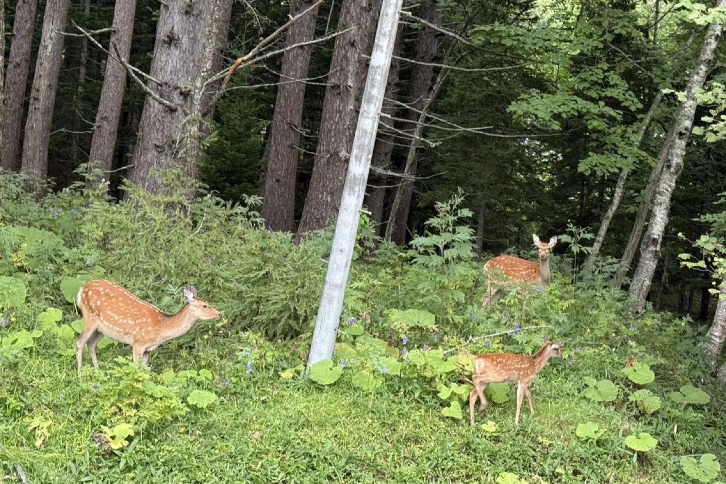 ホテル周辺で出会える野生のエゾジカたち